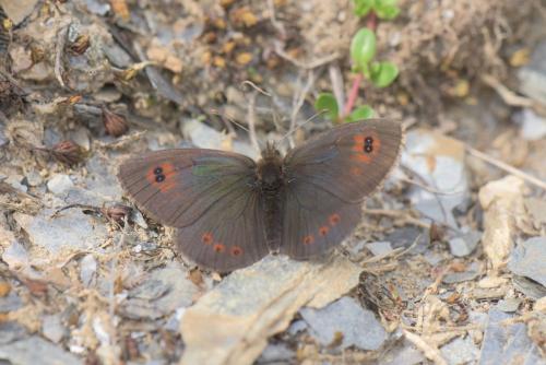 Réf. 189 808 : Erebia cassioides